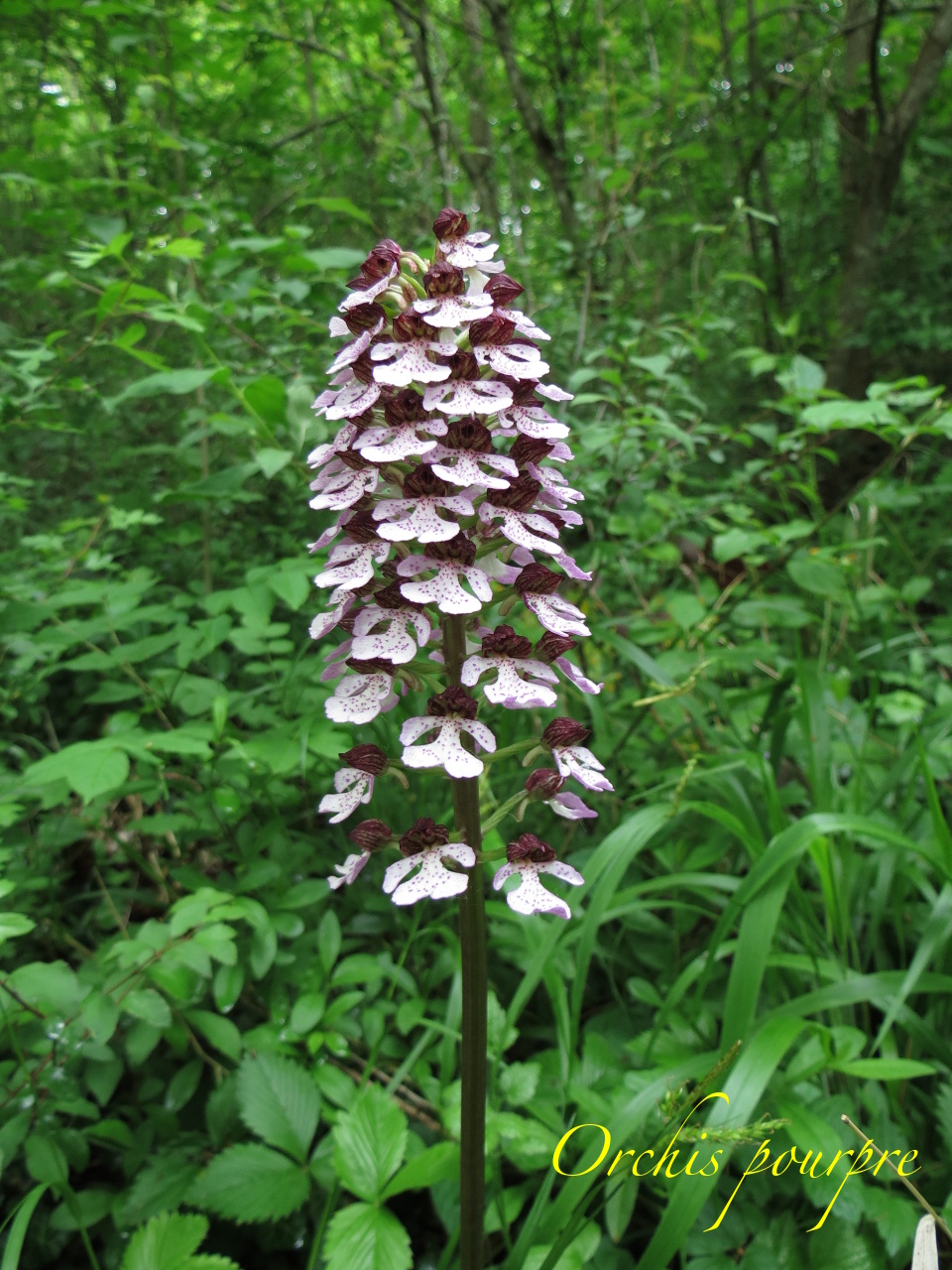 Orchis purpurea 4091t
